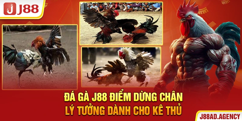 Đá Gà J88 - điểm dừng chân lý tưởng dành cho kê thủ